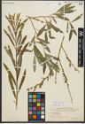 Foto von Salix purpurea L.